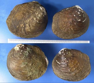 コイボカワボタン Quadrula pustulosa small