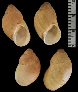 チリオオアカマイマイ Strophocheilus chilensis small