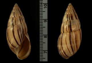 ヤナギシボリマイマイ (仮称) Neopetraeus decussatus myristicus small