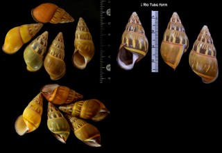 エレベットウコンマイマイ Amphidromus quadrasi everetti small