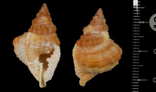 コガタイボボラ Distorsio habei small