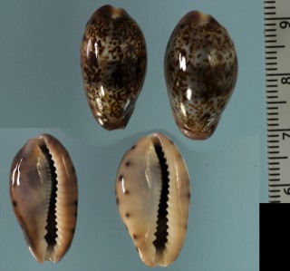 モヨウダカラ 模様宝 Zonaria picta picta small