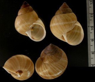 マダラブリストルトウガタマイマイ Rhinus heterotrichus subtenuis small