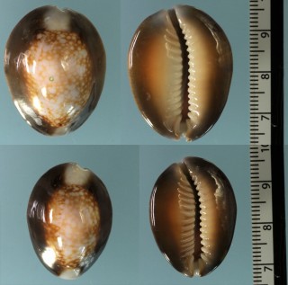 セジロハナマルユキ 背白花丸雪 Erosaria caputserpentis argentata small