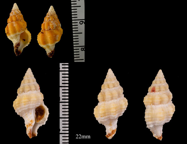 ウスイロツノマタ Peristernia lyratus small