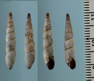 オカチョウジガイモドキ Bostryx bermudezae small