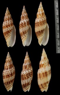 アラフデ 粗筆 Neocancilla granatina small