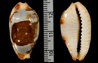 ゴウシュウスソヨツメダカラ 豪州裾四目宝 Bistolida stolida crossei small