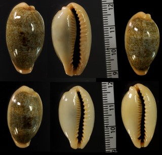 キグチナツメダカラ Erronea ovum chrysostoma small