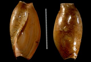 ガネサボラ Cymbium glans small