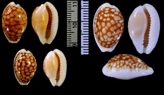 トリアリアフリカカノコダカラ (仮称) Cribrarula comma toliariensis small
