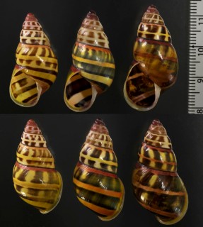 レンバータイナズママレーマイマイ (仮称) Amphidromus poecilochrous lembataensis small