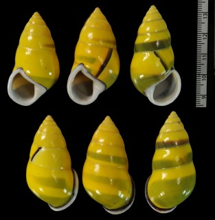 ソコミドリマレーマイマイ (仮称) Amphidromus perversus butoti infraviridis small