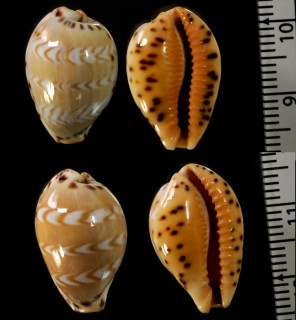 アフリカアジロダカラ Palmadusta ziczac misella small