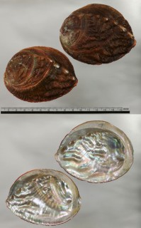 メガイアワビ Haliotis gigantea small