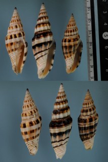 アラメミノムシ Vexillum albofulvum small