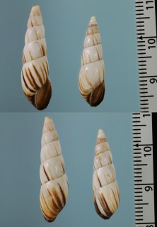ウィリアムオカチョウジモドキ (仮称) Bostryx williamsi small