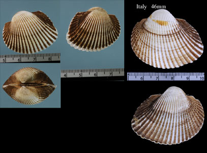 クイチガイサルボウ Scapharca inaequivalvis small