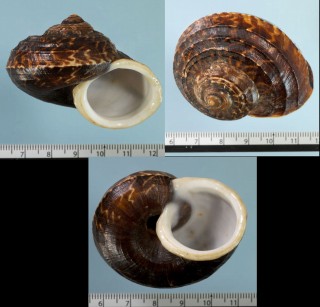 デンポカドバリヤマタニシ (仮称) Cyclophorus eximus rouyeri small