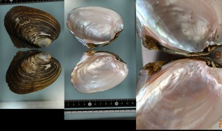 ヒラツバサカワボタン Potamilus alatus small