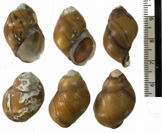 ミミタニシ (仮称) Rivularia auriculata small