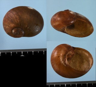 トンキンオカツツミガイ Megaustenia malefica small