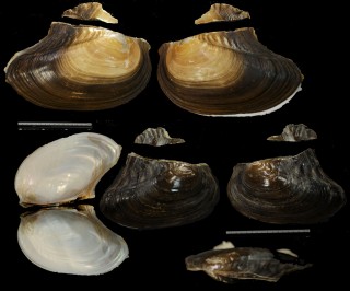 カラスガイ Cristaria plicata small