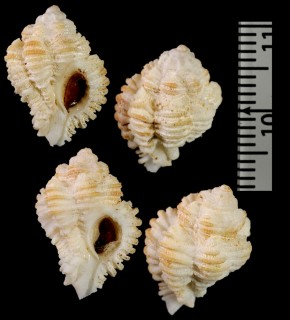 インチサヨウラク (仮称) Favartia incisa small