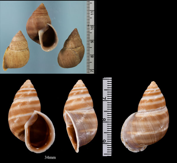 チレテシモブクレマイマイ (仮称) Scutalus chiletensis small