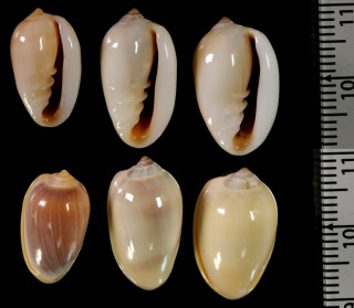 ストーラーヘリトリ Prunum storeria small