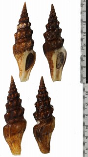 マダライグチ (仮称) Tiariturris spectabilis small