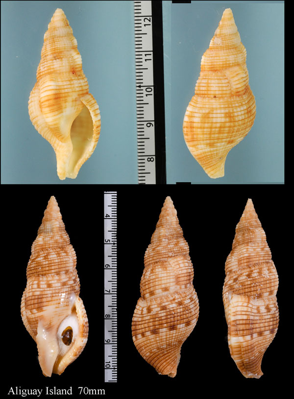 アラレセコバイ (カザリセコバイ) Colubraria souverbii small