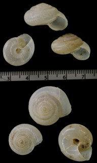 ウスネジレマイマイ Streptaxis capillosus small