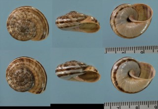 ヒラマダラギリシャカサマイマイ (仮称) Iberus gualtieranus loxanus small