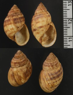 シモブクレマイマイの一種 Scutalus alaudus aff. small