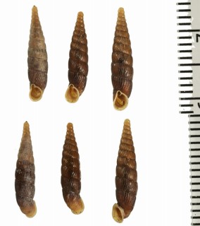 クレイブンイギリスギセル (仮称) Clausilia dubia small