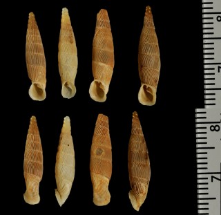 クレムアオギセル (仮称) Albinaria klemmi small