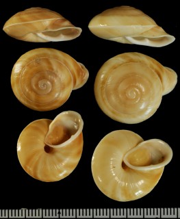 スジナシセンベイマイマイ (仮称) Obba louiseae small