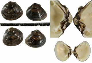 カワムラガイ 川村貝 Schistodesmus lampreyanus small