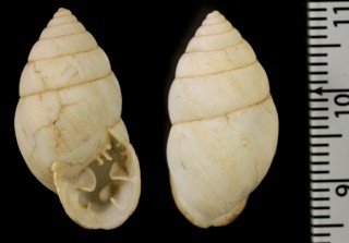 ダイダルスオニグチマイマイ (仮称) Plagiodontes daedaleus small