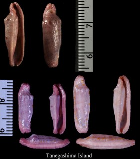 タツノコチヂワケボリ Prosimnia piriei small