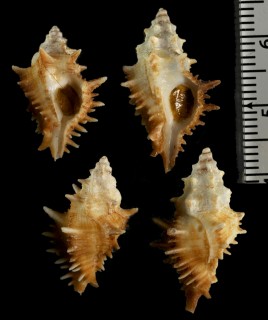 パナマアラレツブリ Muricopsis armatus small