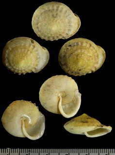 フリルヤマキサゴ Geophorus nogieri small