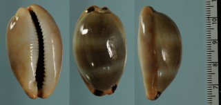 ニセサフランダカラ Luria lurida pulchroides small