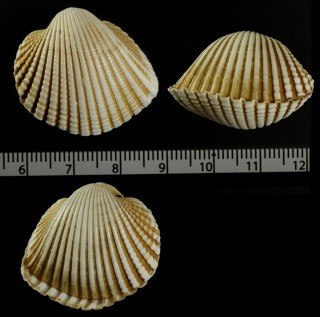 ブラジルサルボウ Anadara brasiliana small