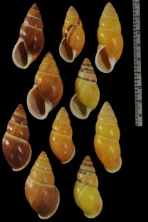 バシランフィリピンマイマイ (仮称) Amphidromus basilanensis small