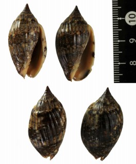ショクコウスジボラ Lyria barnesii small