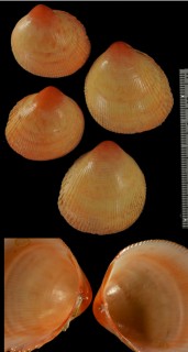 ボホールボタンガイ Fulvia boholensis small