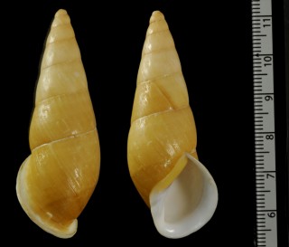 ウスキタケノコマイマイ Chrysallis virgata porracea small