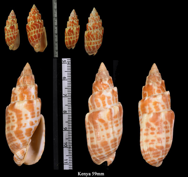 ニシキノキバフデ Mitra stictica small